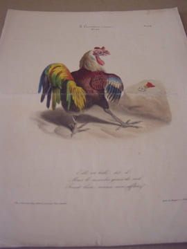 Elle est belle, dit-il, mais le moindre grain de mil ferait bien mieux mon affaire - Lithographie originale en couleur sur Velin blanc.. Anonyme, ...