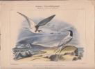 L'Epouvantail - L'Hirondelle de mer dougall - lithographie coloriée. Traviès Edouard (1809-1876)- Orbigny, Alcide d'