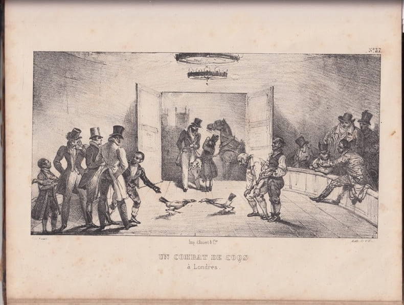 Un combat de coq a Londres - lithographie. Lami E.