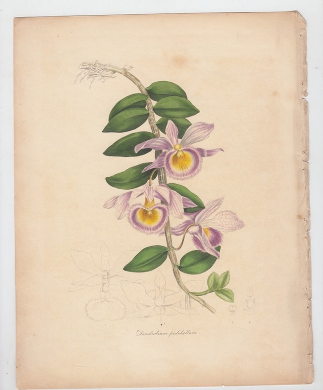 gravure de fleur : dendrobium pulchellum. 