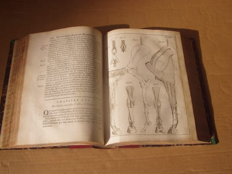 Le nouveau parfait maréchal ou la connoissance générale et universelle du cheval, divisé en sept traités. Avec un dictionnaire des termes de ...