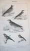 Ornithologie du Dauphiné ou Description des oiseaux observés dans les départements de l'Isère, de la Drome, des Hautes-Alpes et les contrées ...
