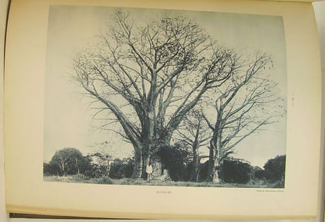 Atlas des plantes ornementales et curieuses de Madagascar, publié à l'occasion de l'Exposition coloniale internationale Paris 1931.. [MADAGASCAR] ...