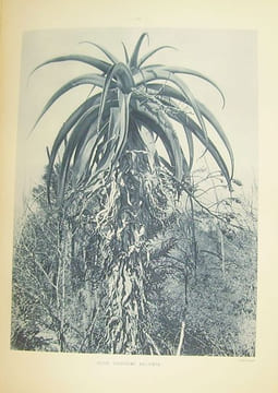 Atlas des plantes ornementales et curieuses de Madagascar, publié à l'occasion de l'Exposition coloniale internationale Paris 1931.. [MADAGASCAR] ...