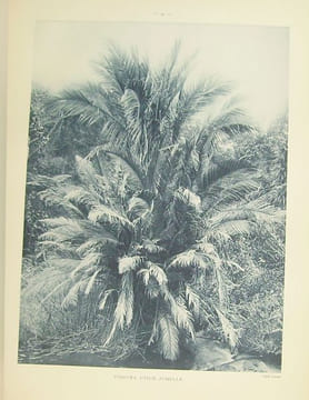 Atlas des plantes ornementales et curieuses de Madagascar, publié à l'occasion de l'Exposition coloniale internationale Paris 1931.. [MADAGASCAR] ...