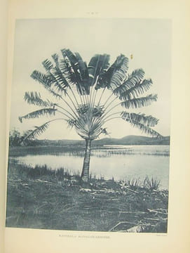Atlas des plantes ornementales et curieuses de Madagascar, publié à l'occasion de l'Exposition coloniale internationale Paris 1931.. [MADAGASCAR] ...