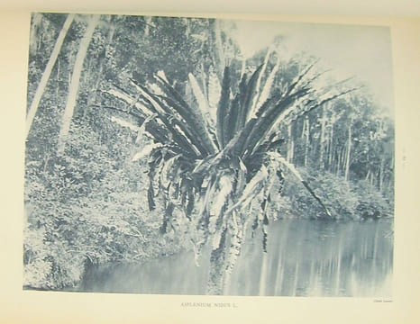 Atlas des plantes ornementales et curieuses de Madagascar, publié à l'occasion de l'Exposition coloniale internationale Paris 1931.. [MADAGASCAR] ...