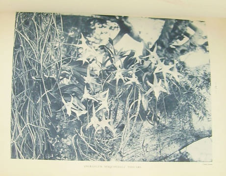 Atlas des plantes ornementales et curieuses de Madagascar, publié à l'occasion de l'Exposition coloniale internationale Paris 1931.. [MADAGASCAR] ...