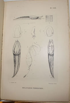 Voyage zoologique en Khroumirie (Tunisie). Mai - juin 1906. Avec quatre mémoires du Comte Carl Attems, d'Ignacio Bolivar, du Dr Raphaël Blanchard et ...