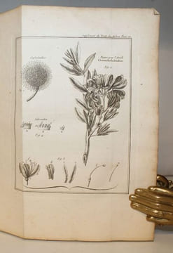 Des semis et plantations des arbres, et de leur culture ; ou méthodes pour multiplier et élever les Arbres, les plantes en Massifs & en Avenues ; ...