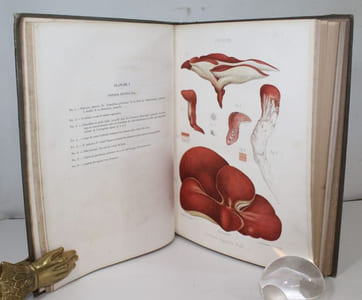 Recherches pour servir à l'histoire naturelle des végétaux inférieurs . I : Des Fistulines. II : Polypores. III : Ière partie : De la formation des corps reproducteurs appelés acrospores. 2ème partie : Quelques espèces de Pézizés - Observations sur le Peziza tuberosa Bull.