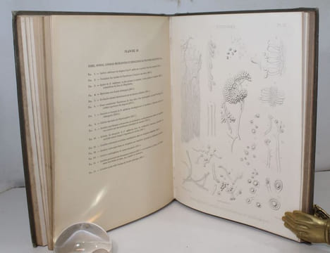 Recherches pour servir à l'histoire naturelle des végétaux inférieurs . I : Des Fistulines. II : Polypores. III : Ière partie : De la formation des ...