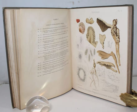 Recherches pour servir à l'histoire naturelle des végétaux inférieurs . I : Des Fistulines. II : Polypores. III : Ière partie : De la formation des ...