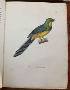 Nouveau recueil de planches coloriées doiseaux, pour servir de suite et de complément aux planches enluminées de Buffon.