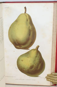 Le Verger ou histoire, culture et description avec planches coloriées des variétés de fruits les plus généralement connues.