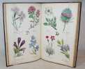 Alphabet-flore renfermant 192 dessins, composé des plus belles fleurs croissant dans toutes les parties du monde. Ce recueil contient 24 feuilles ...