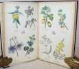 Alphabet-flore renfermant 192 dessins, composé des plus belles fleurs croissant dans toutes les parties du monde. Ce recueil contient 24 feuilles ...