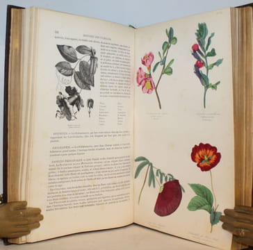 Les trois Règnes de la Nature. Botanique, Organographie et Taxonomie. Histoire des familles végétales et des principales espèces suivant la ...