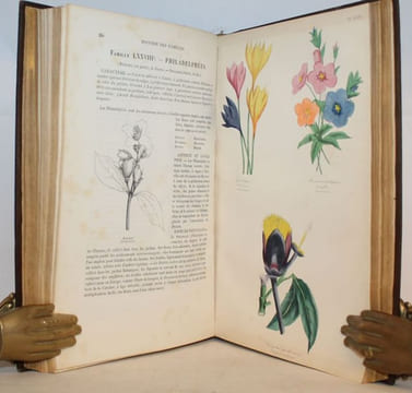 Les trois Règnes de la Nature. Botanique, Organographie et Taxonomie. Histoire des familles végétales et des principales espèces suivant la ...