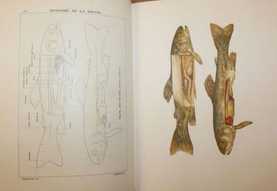 La Truite, ses Moeurs, l'art de la Pêcher.