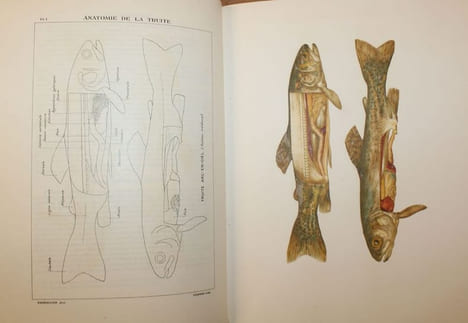 La Truite, ses Moeurs, l'art de la Pêcher.. VAVON (Antoine).