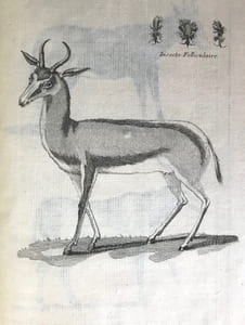 Voyage au Cap de Bonne-Espérance, et autour du monde avec le capitaine Cook et principalement dans le pays des Hottentots et des Caffres.
