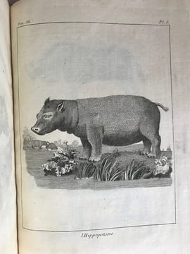 Voyage au Cap de Bonne-Espérance, et autour du monde avec le capitaine Cook et principalement dans le pays des Hottentots et des Caffres.. SPARRMAN, ...