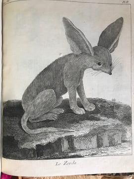 Voyage au Cap de Bonne-Espérance, et autour du monde avec le capitaine Cook et principalement dans le pays des Hottentots et des Caffres.. SPARRMAN, ...