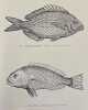 Graveurs, artistes et hommes de science. Essai sur les Trait&eacute;s de Poissons de la Renaissance.. KOLB (Katharina)