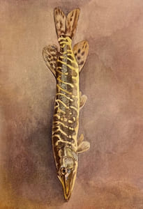 Poissons d'eau douce. I: Des lamproies aux salmonidés. II: Des siluridés aux cyprinidés.