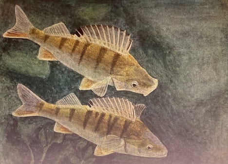 Poissons d'eau douce. I: Des lamproies aux salmonidés. II: Des siluridés aux cyprinidés.. DOTTRENS (Emile) / HAINARD (Robert)