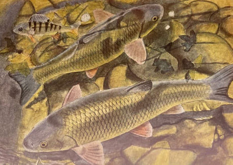 Poissons d'eau douce. I: Des lamproies aux salmonidés. II: Des siluridés aux cyprinidés.. DOTTRENS (Emile) / HAINARD (Robert)