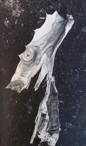 Féerie des bois. Suite sylvestre.