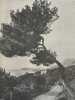 Nos arbres.. CORREVON (Henry)
