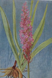 Fleurs des champs et des bois.