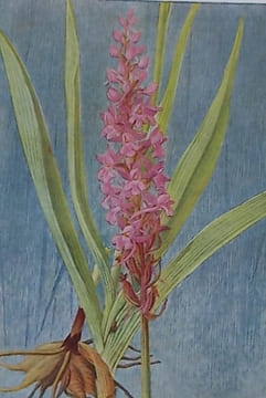 Fleurs des champs et des bois.. CORREVON (Henry)