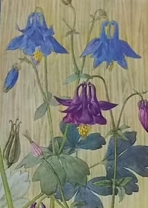 Fleurs des champs et des bois.