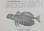 Dictionnaire illustré d'histoire naturelle.. PIZZETTA (J.)