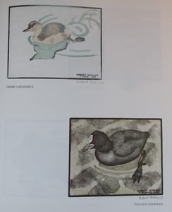 Les oiseaux du lac Léman.