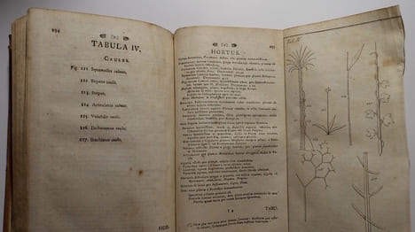 Philosophia botanica, in qua explicantur fundamenta botanica, cum definitionibus partium, exemplis terminorum, observationibus rariorum. Adiectis ...