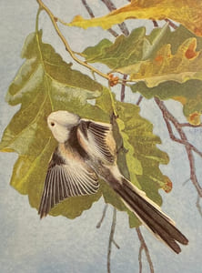 Nos oiseaux.