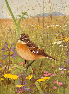 Nos oiseaux.