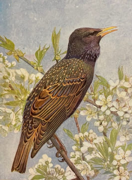 Nos oiseaux.. RAMBERT (Eugène) - ROBERT (Léo-Paul)