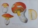 Les champignons comestibles du canton de Neuchâtel, et les espèces vénéneuses avec lesquelles ils pourraient être confondus.. FAVRE-GUILLARMOD (Louis)