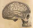 De la localisation des maladies cérébrales, suivi d'un mémoire sur les Localisations motrices dans l'écorce des hémisphères du cerveau, par MM. J. M. ...