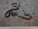 La vie des reptiles de la France centrale.. ROLLINAT (Raymond)