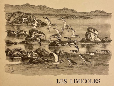 Bécasse, bécassines et petits échassiers.