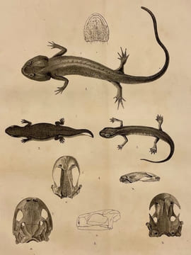 Mémoires de la Société des Sciences Naturelles de Neuchâtel. Tome II.. COLLECTIF
