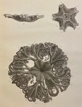 Mémoires de la Société des Sciences Naturelles de Neuchâtel. Tome II.. COLLECTIF