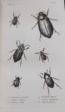 Histoire naturelle des animaux articulés: Histoire naturelle des insectes coléoptères (2 volumes) - Histoire naturelle des insectes orthoptères.... (1 ...
